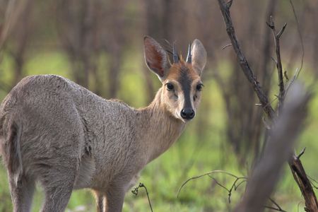 Grey Duiker side profile, looking at the cameraの写真素材