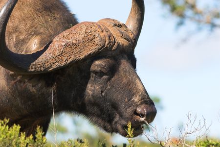 Close up of a Buffalo bull feedingの写真素材