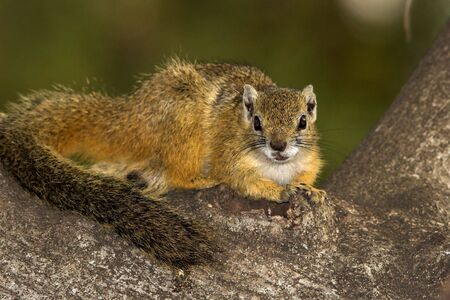 Tree Squirrel, also known as yellow-footed or bush or Mopane squirrelの写真素材