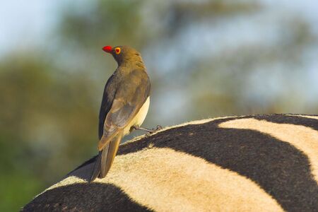 Red-billed oxpecker on the back of a zebraの写真素材