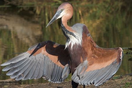 Goliath heron displaying its wingsの写真素材