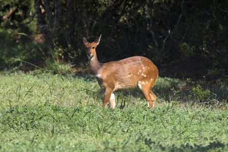Female bushbuck looking directly at the cameraの写真素材