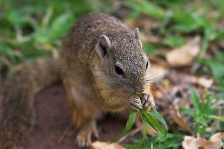Close up of a tree squirrel feeding on grassの写真素材