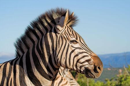 Close up of a burchell Zebra headの写真素材