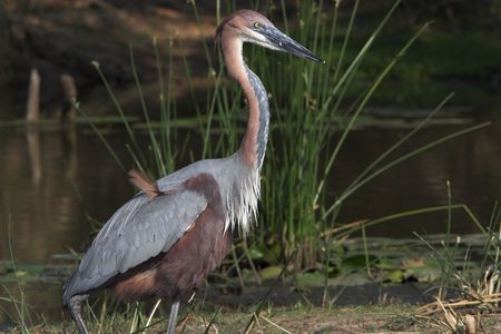 Goliath heron side profile with a misplaced featherの写真素材