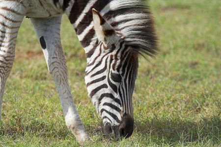 Burchell Zebra feeding on the african grass plainsの写真素材