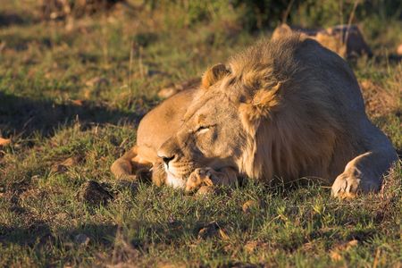 Young Male Lion resting in the afternoon sunの写真素材