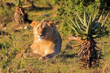 Young Male Lion resting in the afternoon sunの写真素材