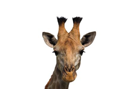 Giraffe head shot isolated on whiteの写真素材