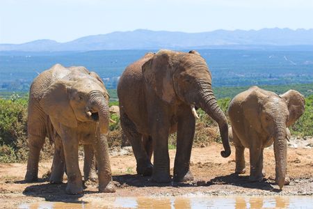 Thirsty Elephants drinking and bathing at the water holeの写真素材