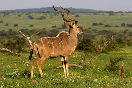 Majestic Kudu male on the African grass plainsの写真素材