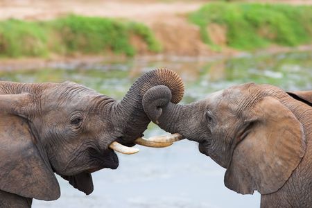 Two African elephants playing with their trunksの写真素材