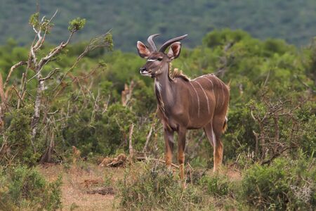 Young male kudu in the african bushの写真素材