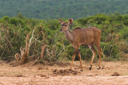 Young female kudu in the african bushの写真素材