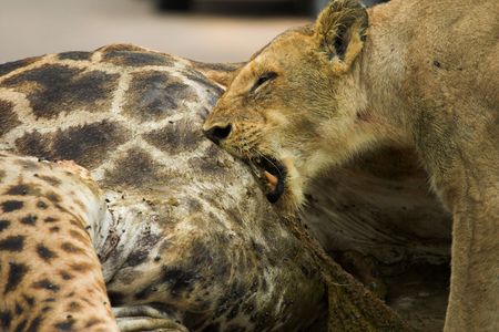 Feeding Lionessの写真素材