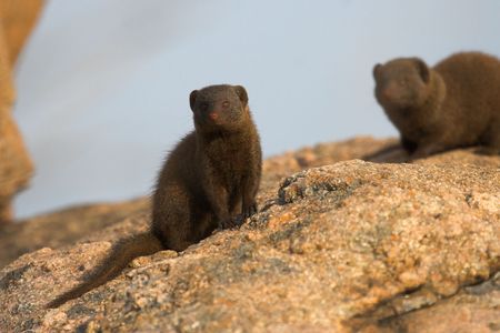 Dwarf mongoose basking in the morning sunの写真素材