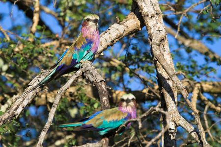 Lilac breasted roller pair sitting in a treeの写真素材
