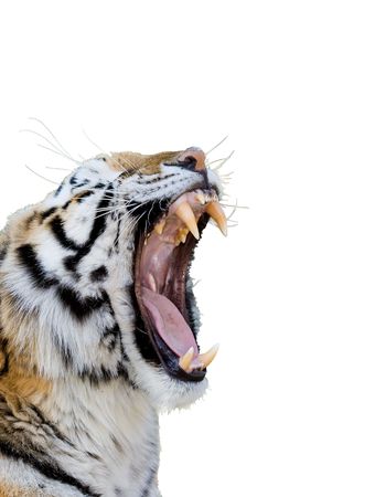 Bengal tiger growling isolated on white backgroundの写真素材