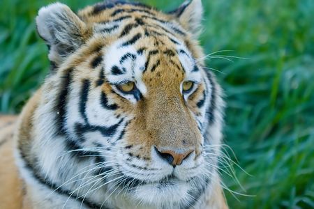 Close up Head shot of a siberian tigerの写真素材