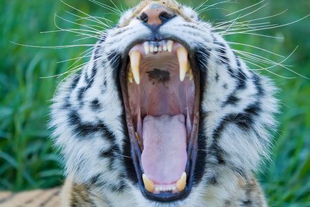 Siberian tiger yawning showing its tongue and teethの写真素材