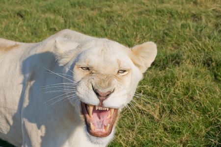 White Lioness growling and showing her teethの写真素材