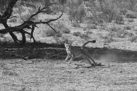 Adult Cheetah chasing prey on the African plainsの写真素材