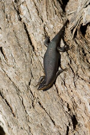 Lazy lizard warming in the sun on tree barkの写真素材