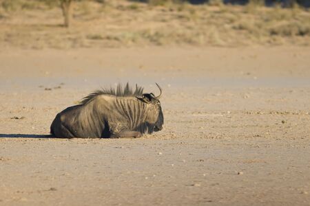 Black wildebeest resting in the afternoon heat in the Kalahariの写真素材