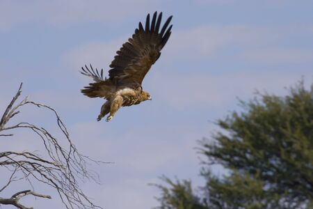Booted Eagle in it's rufous form in flightの写真素材