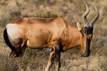 Red Hatebeest standing on the Karoo Grass fieldsの写真素材