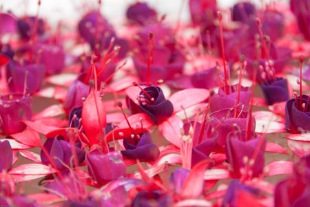 magenta flower float in basinの写真素材