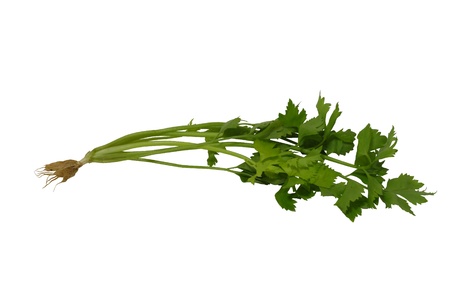 fresh celery (apium graveolens l.var, dulce pers,UMBELLIFERAE)の写真素材