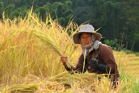 thai farmer is harvesting the rice in the paddy fieldの写真素材