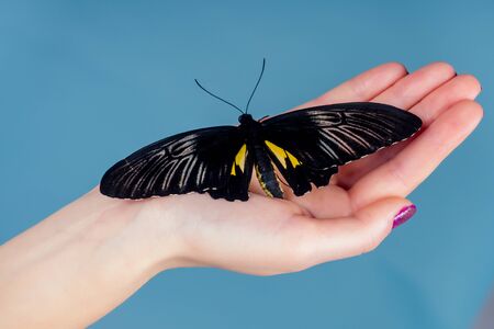 beautiful nude woman on blue background.girl and a beautiful butterflyの写真素材