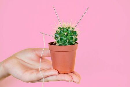 green cactus in a brown pot in hand on a pink backgroundの写真素材