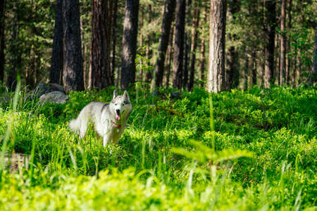 Dog with a woman walking mountains outdoorsの写真素材