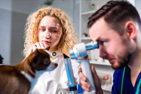 professional veterinary doctor examining pet dog eye with an otoscopeの写真素材