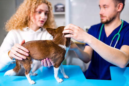 Cute chihuahua dog is being examined by the veterinarian, his guardian woman is nearの写真素材