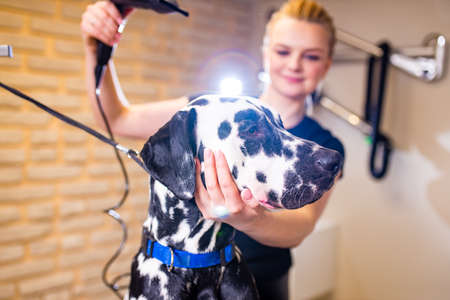 blonde happy woman blowing dry the dalmatian dog hair wiping with a bath towel in the grooming salonの写真素材
