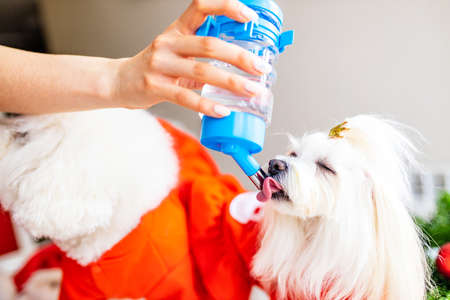 Thirsty dog drinking water from the drinker bottle in owner hands