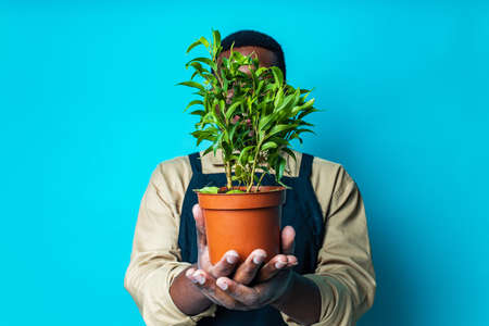 latin man gardener holds pot with a plants in studio blue backgroundの写真素材