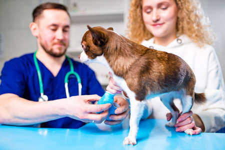 Veterinarian putting bandage on paw of german shepherd in clinics