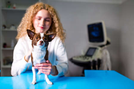 blonde curly veterinarian examines the chihuahua dog using ultrasound