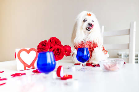 maltese bichon frise dogs are Valentines Day celebration dating in the kirchen romantic mood