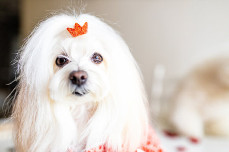 glamor sweet small female dog in groom spa salon looking at camera