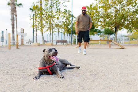 portrait of happy man in red hat and sunglasses with american terrier in dogs walking area park in...
