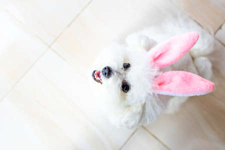 Happy Easter puppy wearing Easter rabbit Bunny ears indoorsの写真素材