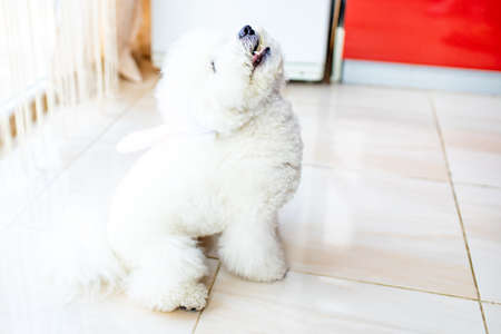 Happy Easter puppy wearing Easter rabbit Bunny ears indoorsの写真素材