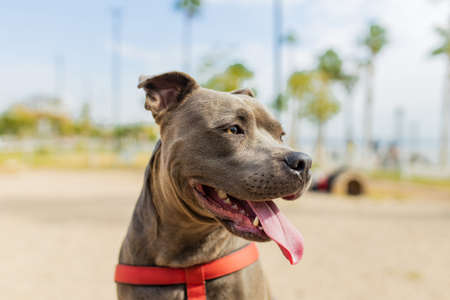 cheerful american staffordshire sitting in sunny park near beachの写真素材