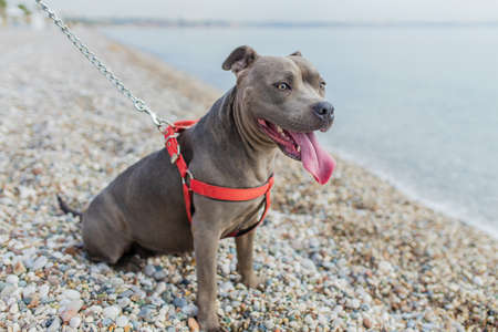 cheerful american staffordshire sitting in sunny park near beachの写真素材
